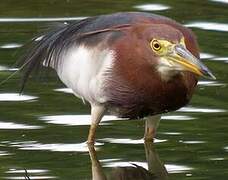 Chinese Pond Heron