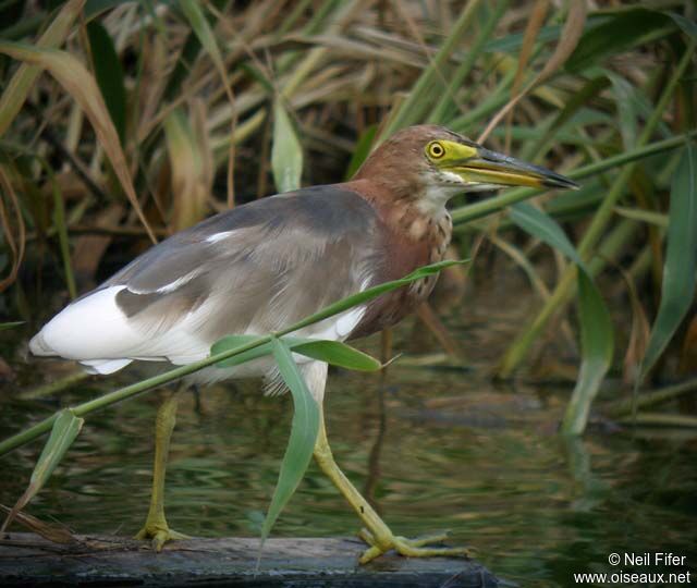 Chinese Pond Heron