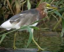 Chinese Pond Heron