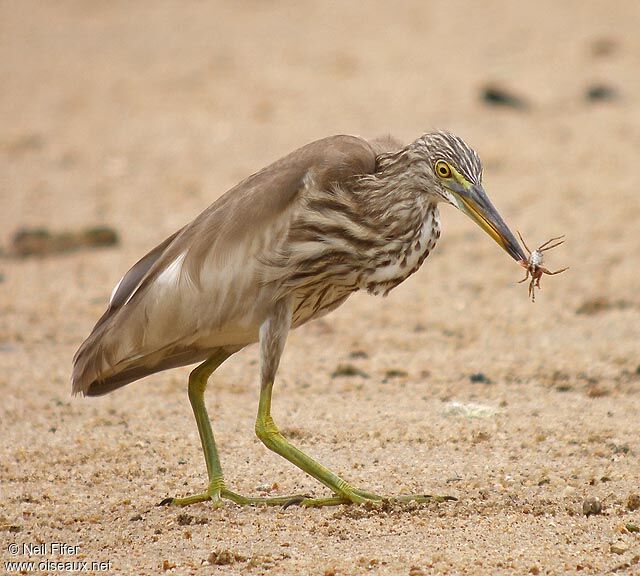 Chinese Pond Heron