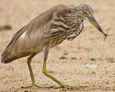 Chinese Pond Heron