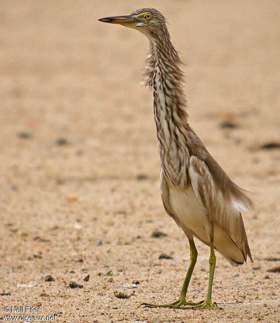 Chinese Pond Heron