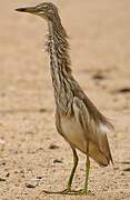 Chinese Pond Heron