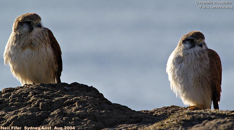 Nankeen Kestrel