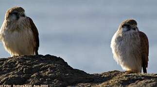 Nankeen Kestrel