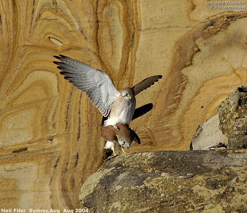 Nankeen Kestrel