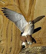 Nankeen Kestrel