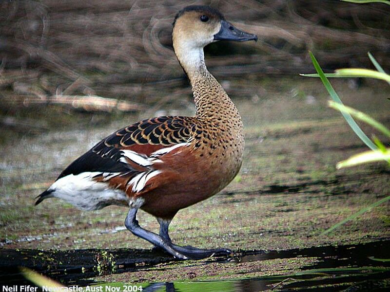 Dendrocygne à lunules