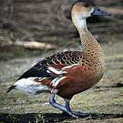 Dendrocygne à lunules