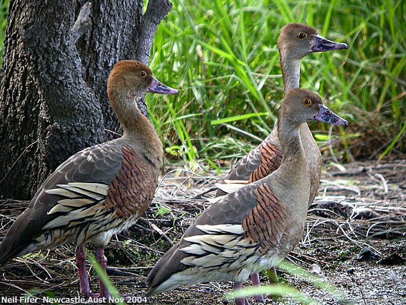 Plumed Whistling Duck