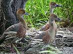 Dendrocygne d'Eyton
