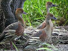 Plumed Whistling Duck