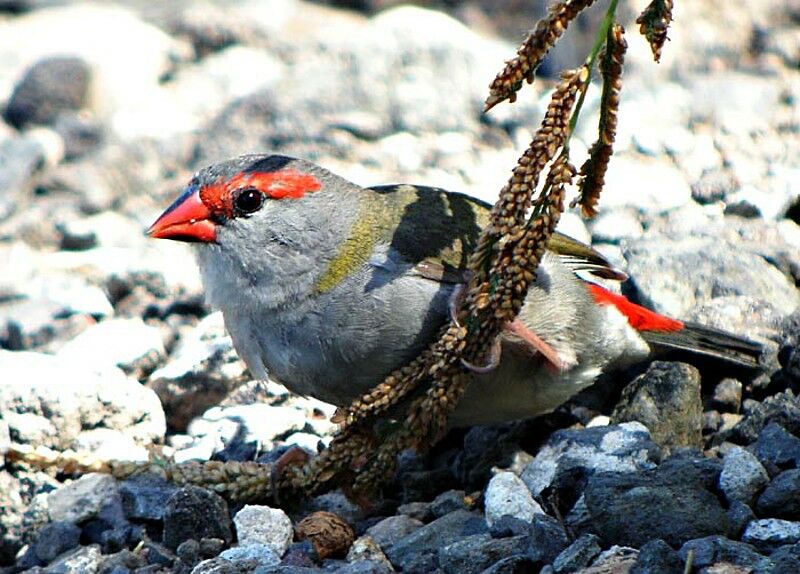 Red-browed Finch