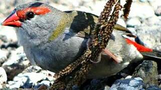 Red-browed Finch