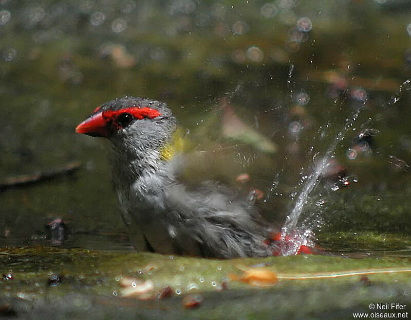 Red-browed Finch