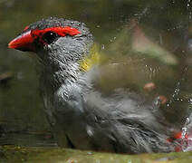 Red-browed Finch