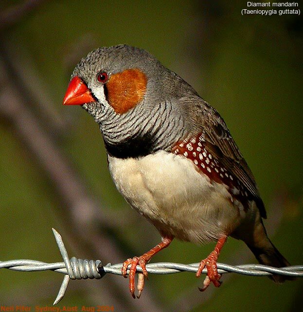 Zebra Finch