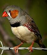 Sunda Zebra Finch