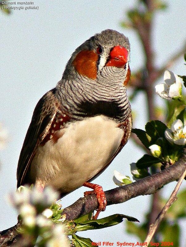 Sunda Zebra Finch