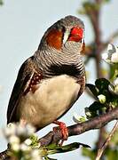 Sunda Zebra Finch