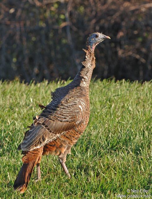 Wild Turkey