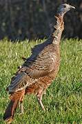 Wild Turkey