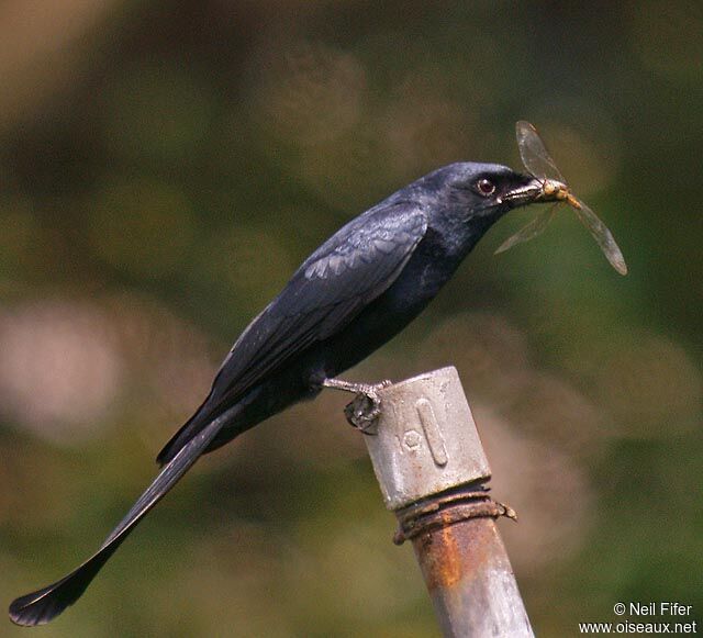 Black Drongo