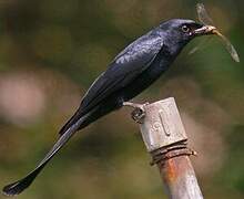 Drongo royal