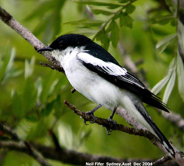 Bar-winged Flycatcher-shrike