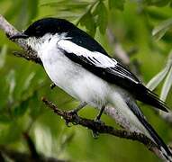 Bar-winged Flycatcher-shrike