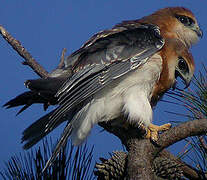 Black-shouldered Kite