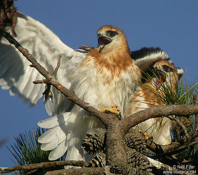 Black-shouldered Kite