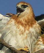 Black-shouldered Kite