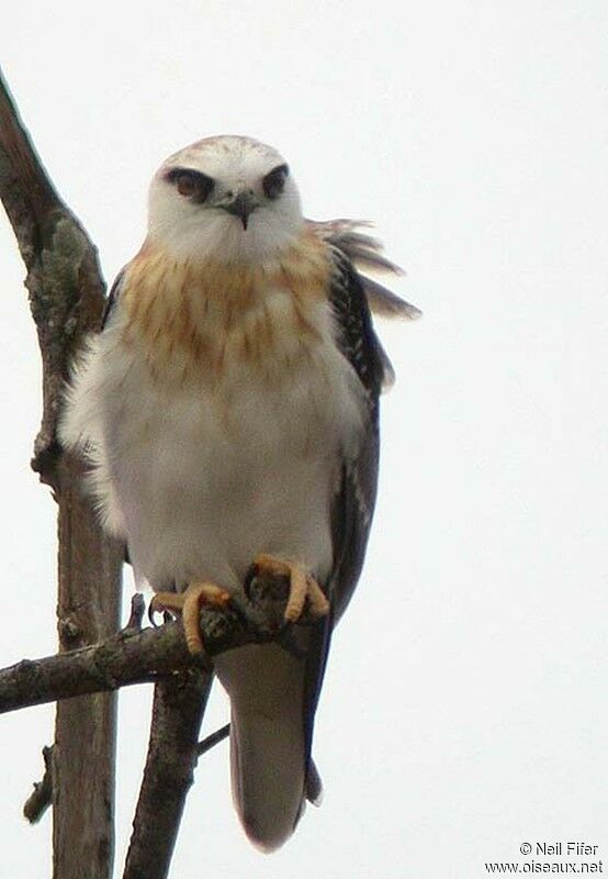 Black-shouldered Kite