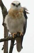 Black-shouldered Kite