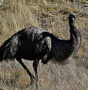 Emu