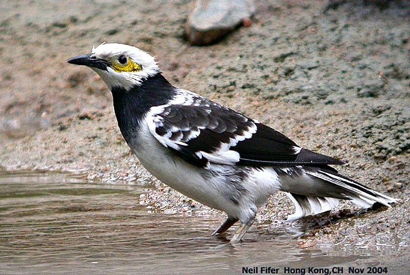 Black-collared Starling