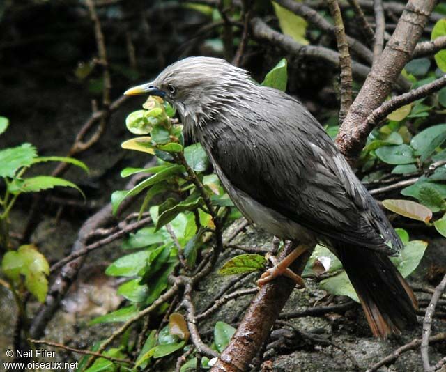 Chestnut-tailed Starling