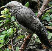 Chestnut-tailed Starling