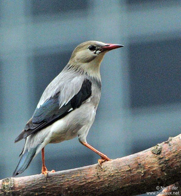 Red-billed Starling