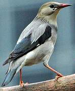 Red-billed Starling