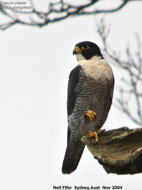 Peregrine Falcon