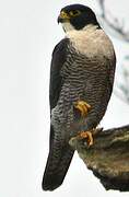 Peregrine Falcon