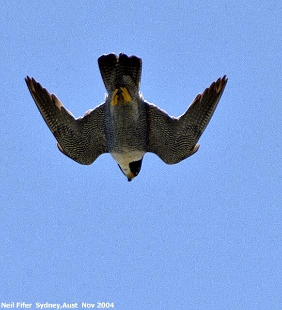 Peregrine Falcon