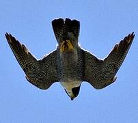 Peregrine Falcon