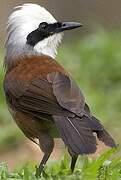 White-crested Laughingthrush