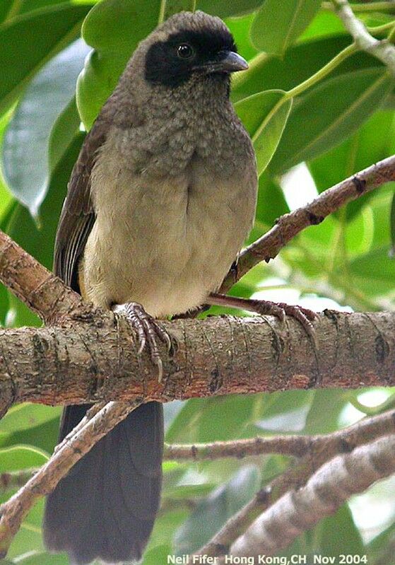 Masked Laughingthrush