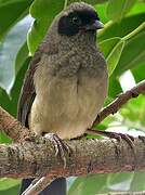 Masked Laughingthrush