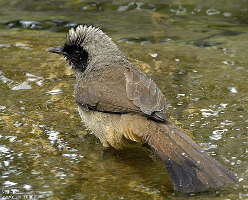 Masked Laughingthrush