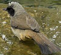 Masked Laughingthrush